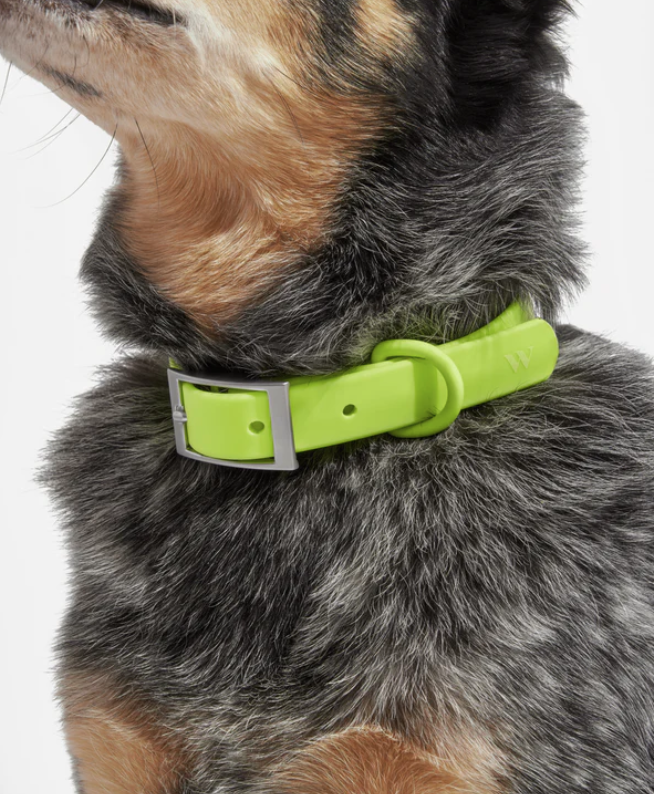Wild One Collar - X Small - Limeade **Limited Edition** - Image 3